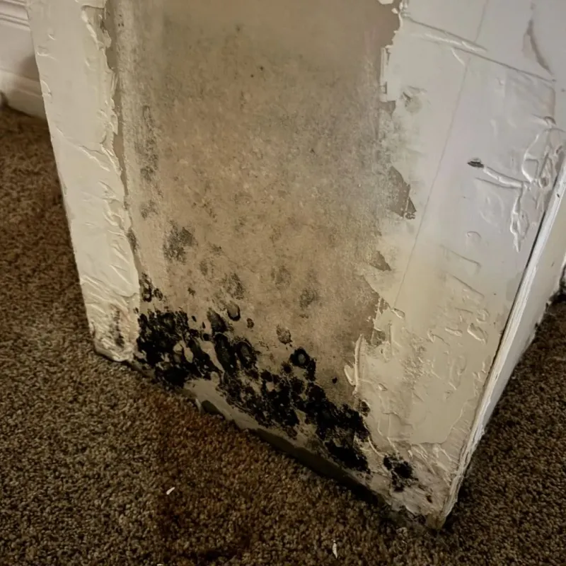 Professional Mold Removal in Enon, VA